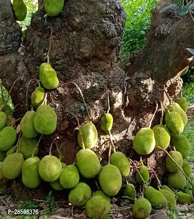 Jackfruit Plant  Kathal Plant kingdom28-thumb2