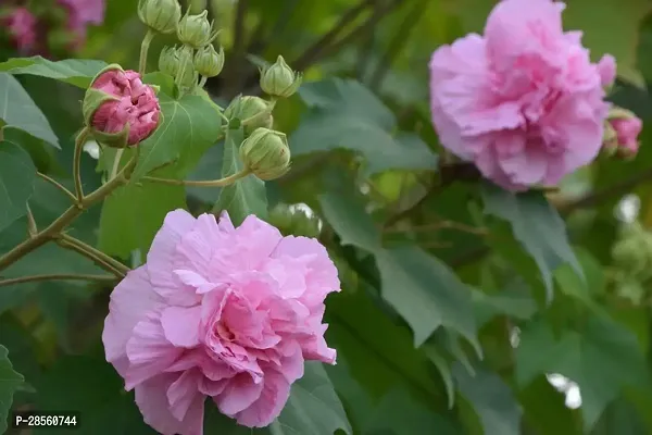 Earth Angels Lotus Plant Cotton rose3-thumb0