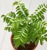 Natural Live Plant for Home Garden-thumb1