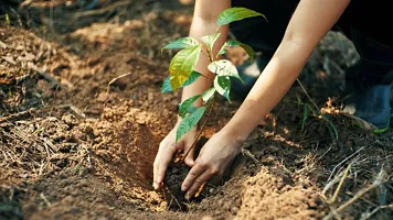 Apple Plant  appel fruit tree-thumb1