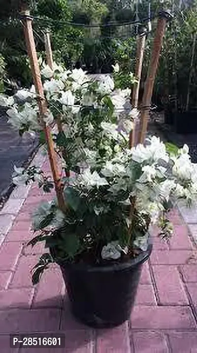 Natural Live Plant for Home Garden-thumb0