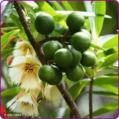 Natural Live Plant for Home Garden-thumb0