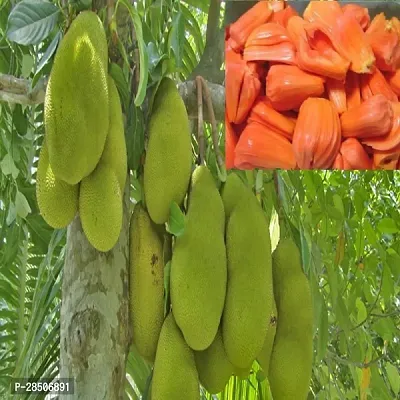 Jackfruit Plant  Jackfruit Red Siddu Panasa Varikka Katahal Chakka Grafted Live Plant s and Tree-thumb0