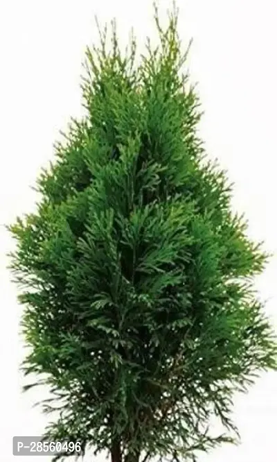 Earth Angels PlatycladusMorpankhi Plant Plant House Live Morpankhi Plant, Thuja Compacta, Cedar Thuja - Beautiful Garden Plant-thumb0