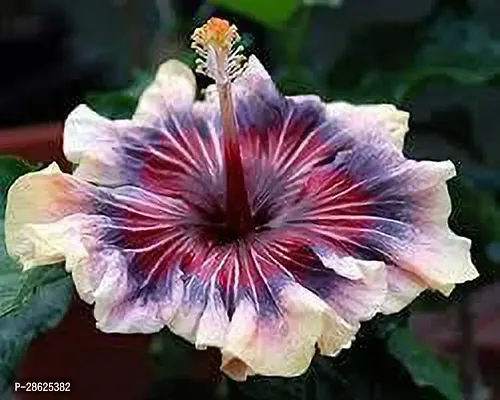 Earth Angels Hibiscus Plant hibicus-thumb0