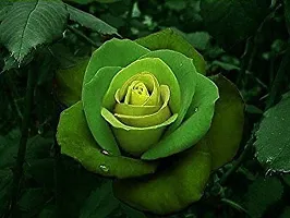 Rose Plant  Green Rose Plant   8-thumb1