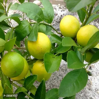 Lemon Plant  Verna Lemon  Nimboo  Nimnu Deliciosa Live Plant-thumb0