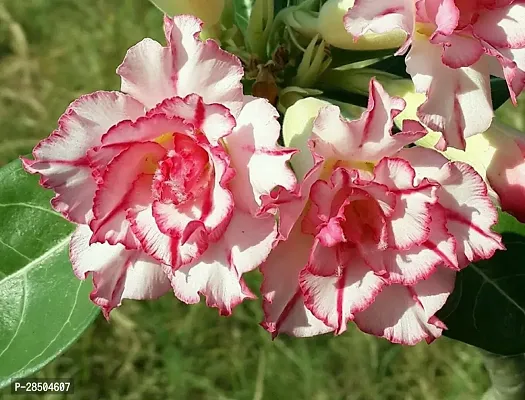 Adenium Plant  Adenium Plant  43-thumb0