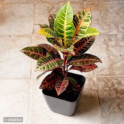 ZZ Plant  Croton Lal Mota XPBReba347-thumb0