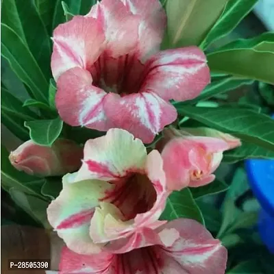 Adenium Plant  Adenium Plant  42-thumb0