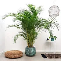 Earth Angels Areca Palm Areca Palm Indoor Outdoor Air Purifier Real Live Houseplant-thumb2