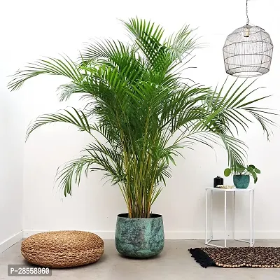 Earth Angels Areca Palm Areca Palm Indoor Outdoor Air Purifier Real Live Houseplant-thumb3