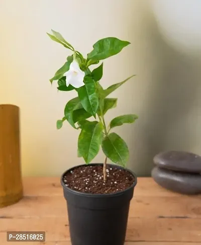 Natural Live Plant for Home Garden-thumb0