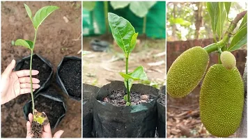 Jack Fruit Plant  Jackfruit KATHAL16-thumb1