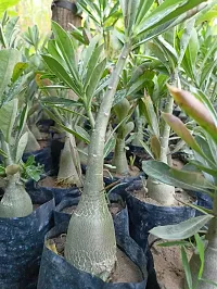 Adenium Plant  Adenium XONLINE Plant  BAZAR2-thumb1