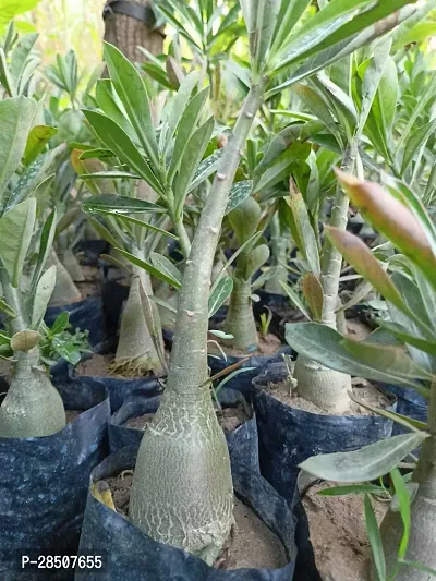 Adenium Plant  Adenium XONLINE Plant  BAZAR2-thumb2