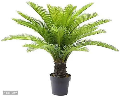 Natural Live Plant for Home Garden-thumb0