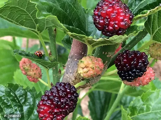 ShahtootMulberry Plant  Mulberry Model DD Plant