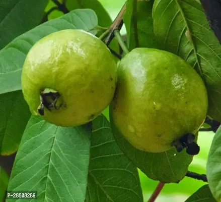 Elephant Apple Plant  Apple Plant kingdom157-thumb0