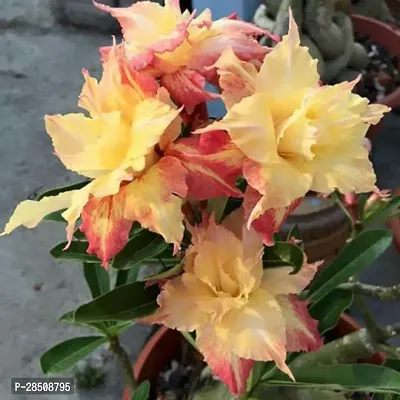 Adenium Plant  Adenium XPBReba11-thumb0