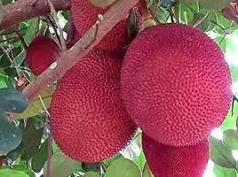 Jack Fruit Plant  bihar red fruit Plant-thumb1