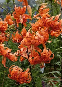 Lily Plant  Tiger Lily Orange Flower Like Pretty Plant-thumb1