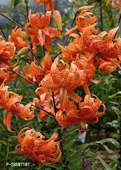 Lily Plant  Tiger Lily Orange Flower Like Pretty Plant-thumb2