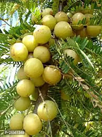 Earth Angels Amla Plant Medcinal Rare Amla, Nelli Tree Live Plant-thumb0