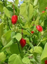 Hibiscus Plant  Malvaviscus arboreus   Mirchi Gudhal-thumb1