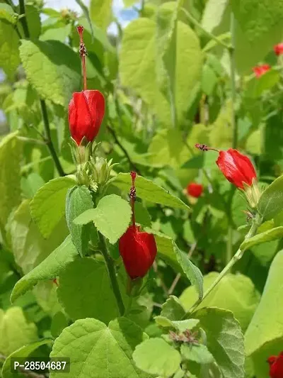 Hibiscus Plant  Malvaviscus arboreus   Mirchi Gudhal-thumb2