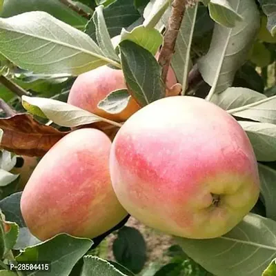 Apple Plant  ANNA GRAFTED APPLE Plant   Live Apple Plant  for Hot Climate Hot Weather  Apple Plant  for all Season From Shimla Himachal Pradesh  Anna Apple Plant-thumb0