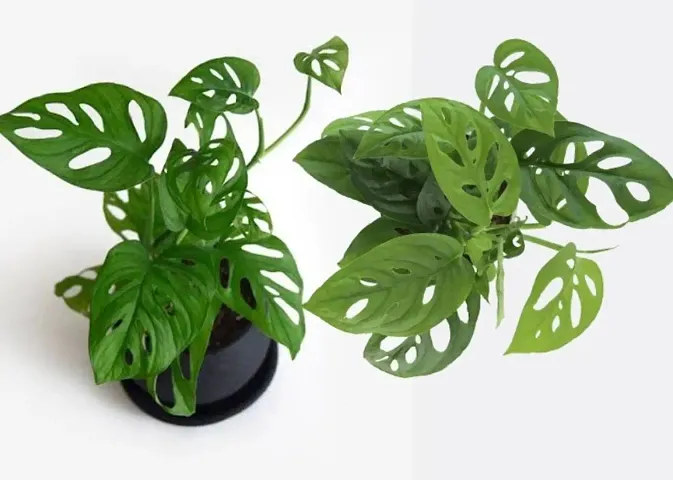 Trendy Plant & Planters 