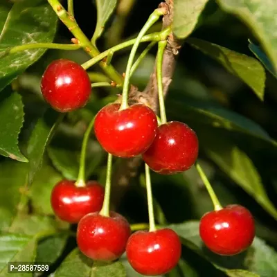 Cherry Fruit Plant  Cherry Plant heaven84-thumb0