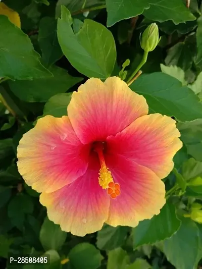 Hibiscus Plant  Hibiscus Plant kingdom152-thumb0