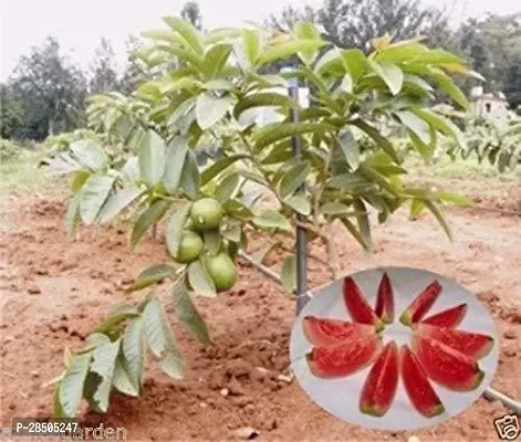 Guava Plant  TIGGauva 79-thumb0