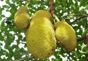 Jackfruit Plant  Kathall Plant kingdom21-thumb1