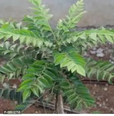 Natural Live Plant for Home Garden-thumb0