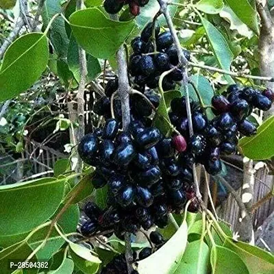 Jamun Plant  kalo jam 1910-thumb0