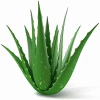 Earth Angels Aloe Vera Plant Aloe Vera Plant-thumb1