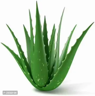 Earth Angels Aloe Vera Plant Aloe Vera Plant-thumb2