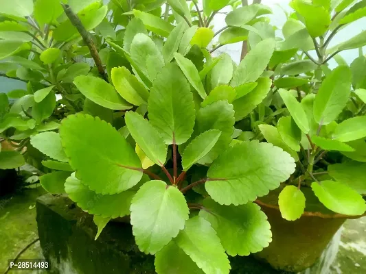 Natural Live Plant for Home Garden-thumb0