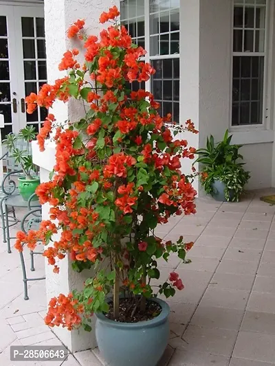 Bougainvillea Plant  Rare Orange Climbing Bougainvillea  1 Healthy Small Live Plant