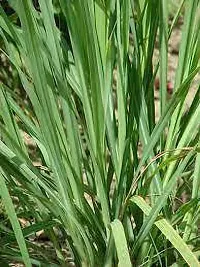 Lemon Grass Plant  Lemongrass Model name Fever grass Plant-thumb1