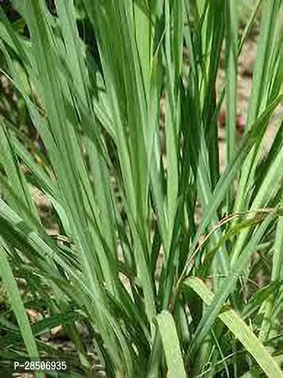 Lemon Grass Plant  Lemongrass Model name Fever grass Plant-thumb2