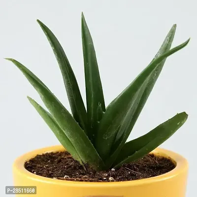 Natural Live Plant for Home Garden-thumb0