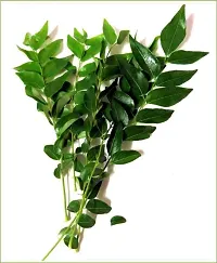 Curry Leaf Plant  Curry Leaf Plant  321-thumb2