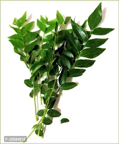 Curry Leaf Plant  Curry Leaf Plant  321-thumb3