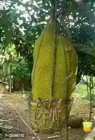 Jackfruit Plant  Kathal XPT01-thumb0