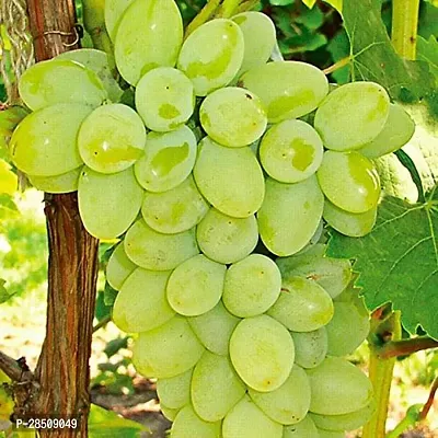 Grapes Plant  Grapes X pb mandira Plant 44-thumb0