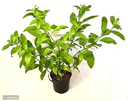 Earth Angels Jasmine Plant RSP_711-thumb0